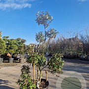 Elaeagnus ebbingei 140-160 cm 35L pompon