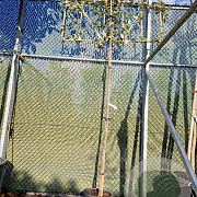 Elaeagnus ebbingei 200 cm stam container 4-6 lei 150x120
