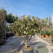 Elaeagnus ebbingei 80-100 cm 3,0L meerstammig