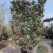 Elaeagnus ebbingei GM container scherm lei 120x150