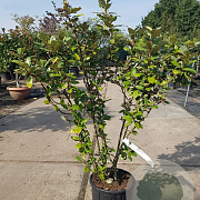 Elaeagnus ebb. 'Compacta' 100-125 cm 10L