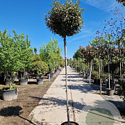 Elaeagnus ebb. 'Compacta' 200 cm 30L 10-12