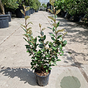 Elaeagnus ebb. 'Compacta' 60-80 cm 3,0L