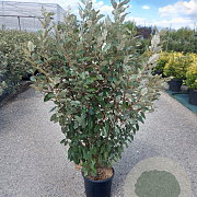 Elaeagnus ebb. 'Compacta' 80-100 cm 9L