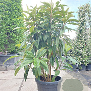 Eriobotrya japonica 125-150 cm 35L