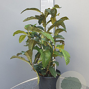 Eriobotrya japonica 60-80 cm 10L