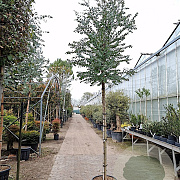 Eucalyptus cinerea 180 cm stam cont. 95L 14-16