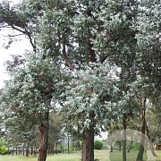 Eucalyptus cinerea 200 cm stam cont. 95L 16-18