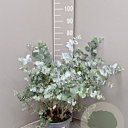 Eucalyptus cinerea GM C5