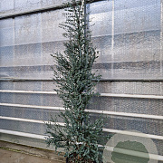Eucalyptus gunnii Azura 200-250 cm 35L