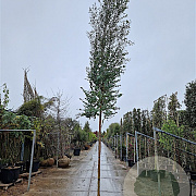 Eucalyptus gunnii Azura 200 cm stam cont. 95L 12-14