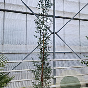 Eucalyptus gunnii 250-300 cm 18L