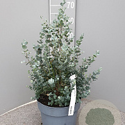 Eucalyptus gunnii 40-50 cm 10L