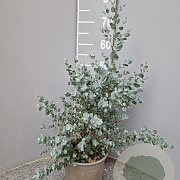 Eucalyptus gunnii 40-50 cm 3,0L
