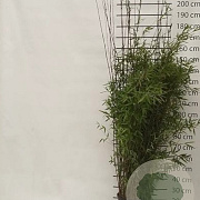 Fargesia nitida 'Black Pearl' 175-200 cm 15L