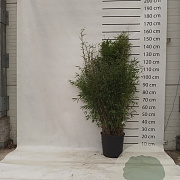 Fargesia nitida 'Volcano' 100-125 cm 15L