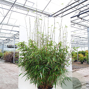 Fargesia robusta 'Pingwu' 175-200 cm 15L