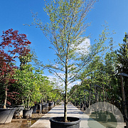 Fagus syl. 'Aspleniifolia' 450-500 cm container geveerd