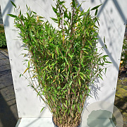Fargesia scabrida 'Asian Wonder' 150-175 cm 15L