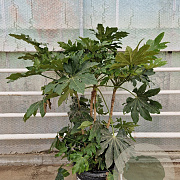 Fatsia japonica 125-150 cm 50L