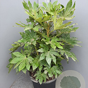 Fatsia japonica 80-100 cm 50L