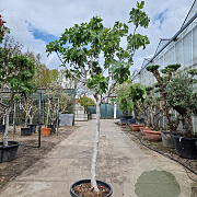 Ficus carica 100 cm stam container 16-18