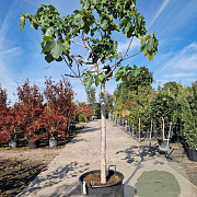 Ficus carica 120 cm stam container 14-16