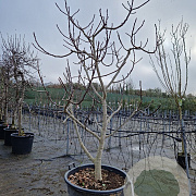 Ficus carica 200-250 cm cont. 130L meerstammig