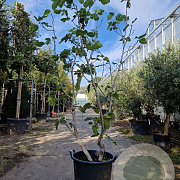 Ficus carica 200-250 cm container meerstammig
