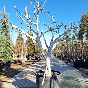 Ficus carica 30 cm stam container