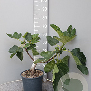 Ficus carica 50-60 cm 6L