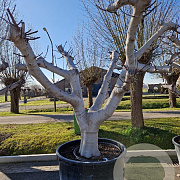 Ficus carica 50 cm container 80-100