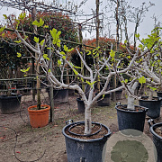 Ficus carica 50 cm stam container 18-20 extra