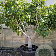 Ficus carica 60 cm stam cont. 350L 50-60