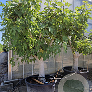 Ficus carica 70 cm stam cont. 280L 40-50
