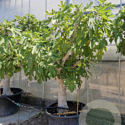 Ficus carica 70 cm stam cont. 280L 50-60