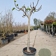 Ficus carica 80 cm stam container 14-16
