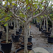 Ficus carica 80 cm stam container 20-25