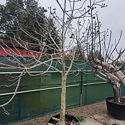 Ficus carica 80 cm stam container 25-30