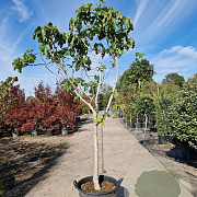 Ficus carica 90 cm stam container 18-20