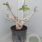 Ficus carica GM 35L extra