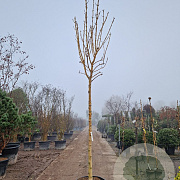 Fraxinus e. 'Jaspidea' 220 cm stam container 18-20 lei 150x120