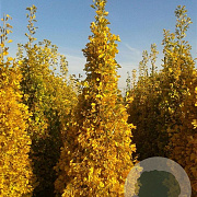 Ginkgo bil. 'Eiffel' 200-250 cm cont. 130L meerstammig