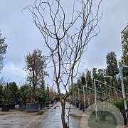 Gleditsia triac. 'Rubylace' 300-350 cm container meerstammig