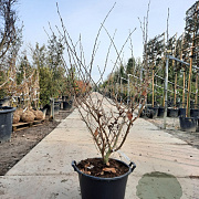 Hamamelis int. 'Diane' 125-150 cm 45L