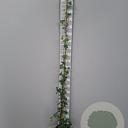 Hedera hibernica 175-200 cm 4,0L met stok