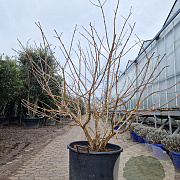 Heptacodium miconioides 125-150 cm container meerstammig