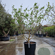 Heptacodium miconioides 200-250 cm container meerstammig extra