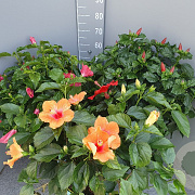 Hibiscus rosa-sinensis GM 9L