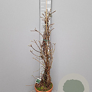 Hydrangea anomala petiolaris 140-150 cm 10L